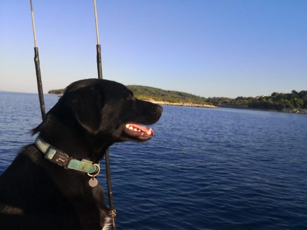 dog-on-the-boat.jpg