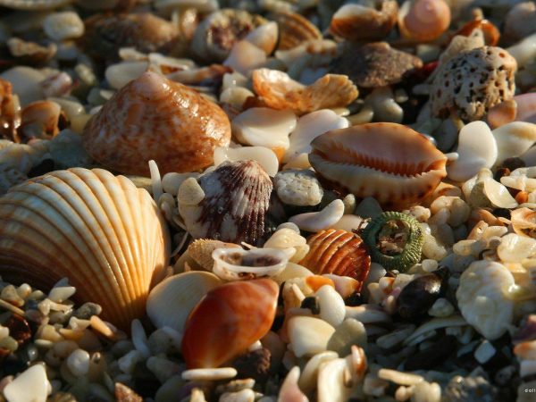 sea-shells.jpg